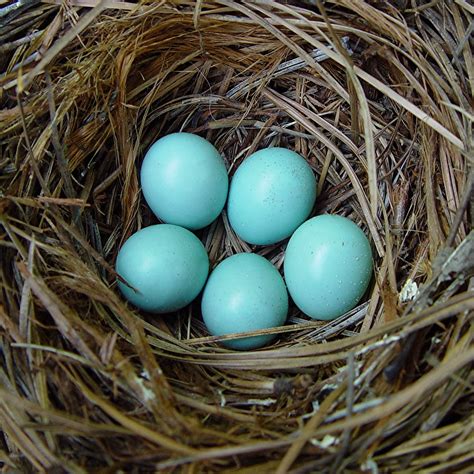 What Color Are Bluebird Eggs