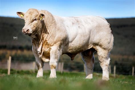 Bulls For Sale Harestone Charolais Macgregor Photography