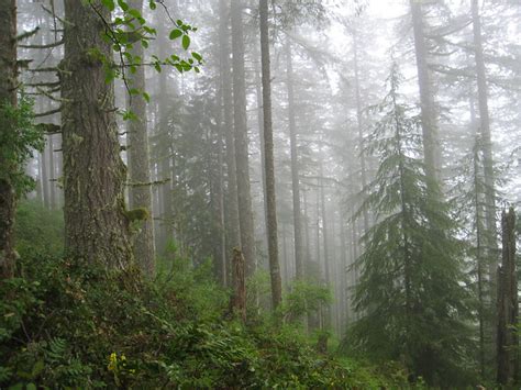 Temperate Rain Forest Flickr Photo Sharing