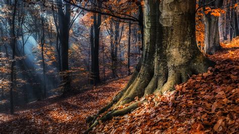 Nature Landscape Trees Forest Fall Leaves Sun Rays Branch Mist Wallpapers Hd Desktop