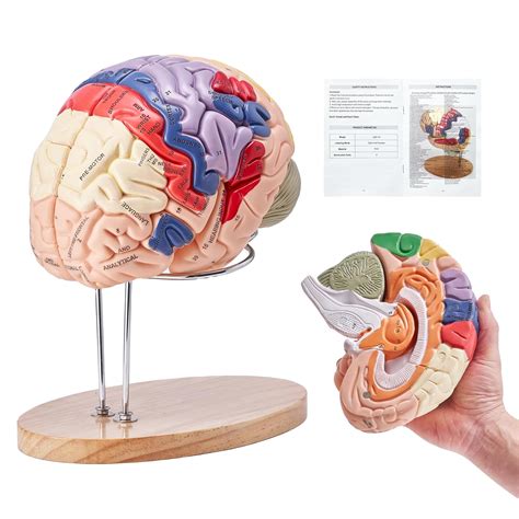 Amazon VEVOR Human Brain Model Anatomy 4 Part Model Of Brain W