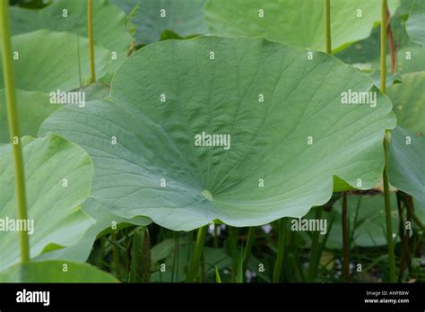 Indian O El Loto Azul Nelumbo Nucifera Hoja Especies De La Familia