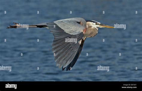 In Flight Folded Neck Indicate A Heron Hi Res Stock Photography And