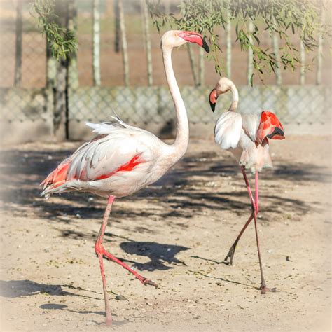 Happy Flamingo Friday By Diana · 365 Project