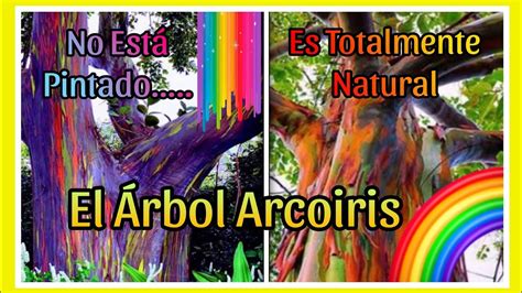 EL EUCALIPTO ARCOIRIS El árbol que naturalmente es colorido YouTube