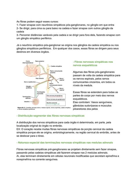 Solution Sistema Nervoso Aut Nomo E Medulas Adrenais Fisiologia