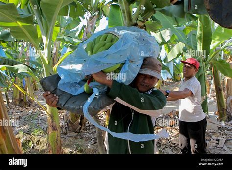 Davao Philippines 30th Oct 2018 Farmers Harvest Bananas In A