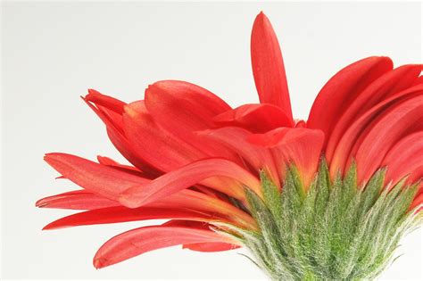 Gerbera Germini Kwiat Darmowe zdjęcie na Pixabay Pixabay