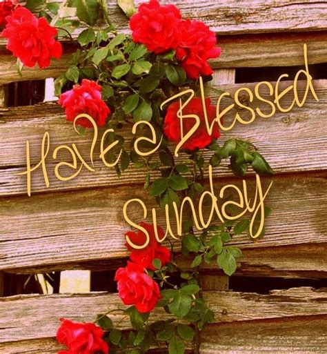 Blessed Sunday | Blessed sunday, Happy sunday quotes, Good morning ...