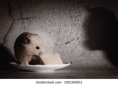 513 Hamster Eat Cheese Images, Stock Photos & Vectors | Shutterstock