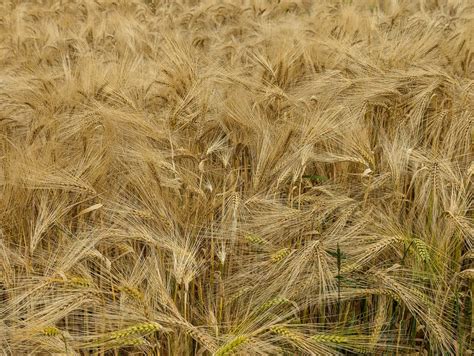 Hunderunde Am Feldrand Foto Petra Wruck Petra Wruck Flickr