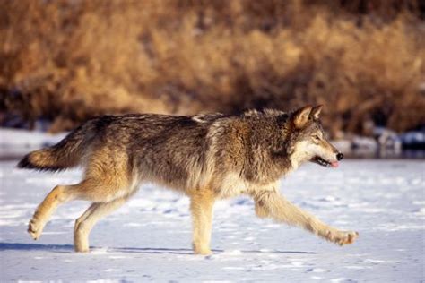 Gray Wolf Adaptations