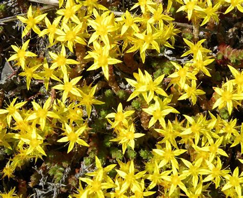 Sedum (Stonecrop) – A to Z Flowers