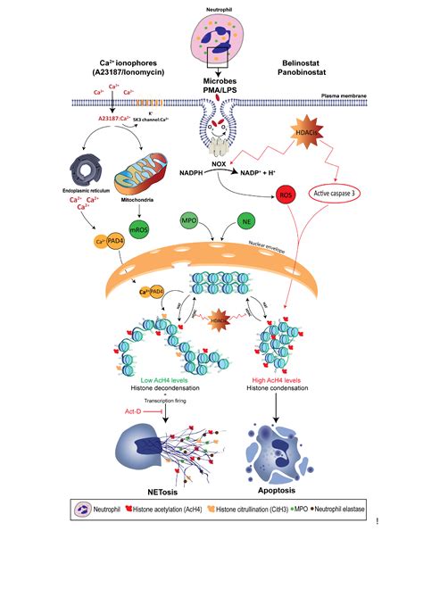 Biomolecules Free Full Text Post Translational Modifications In