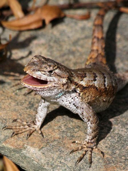 Eastern Fence Lizard