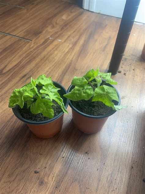 Flower Seedling Identification Rseedlings