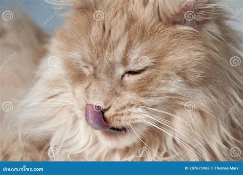 Close Up Of Maine Coon Cat Sticking Out Tongue Licking Over Lips And