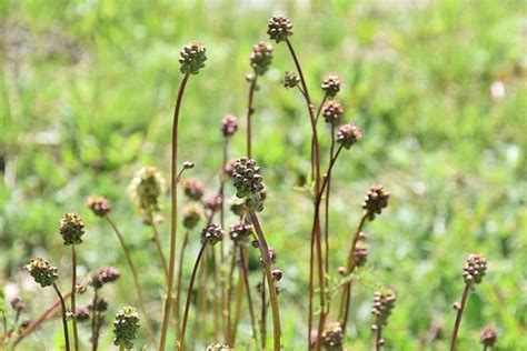 Kleine Pimpernel Poterium Sanguisorba Zaden Hobbytuin Puurnatuur