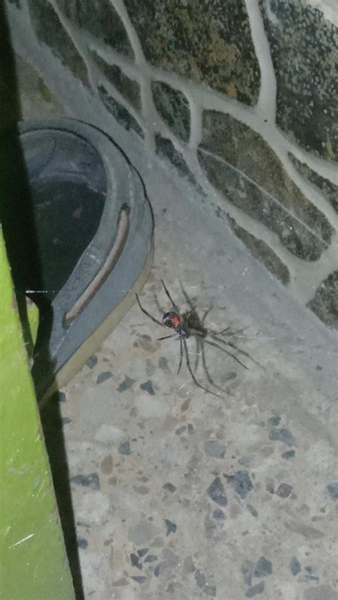 Is That A Real Black Widow I Have Seen Many Spiders In Ma Life First