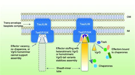 Effectors Serve As Structural Components For T Ss Assembly Effector