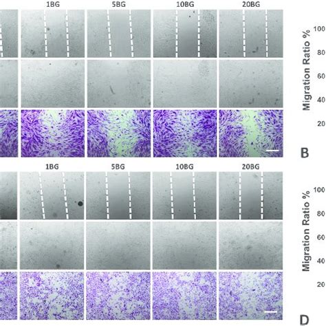 Cell Migration Of HDFs And HUVECs With BG AA Hydrogels A HDFs And