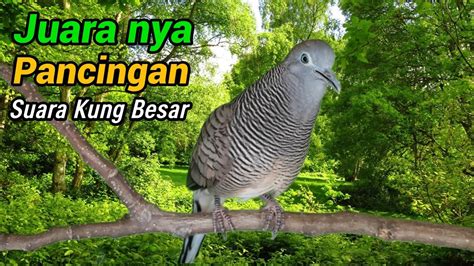 Perkutut Lokal Gacor Suara Kung Besar Cocok Sekali Untuk Pancingan