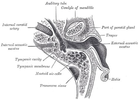 Eardrum - wikidoc