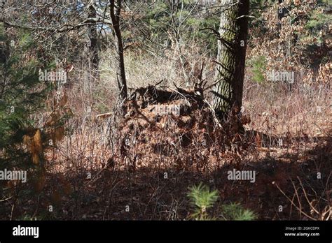 Improvised shelter hi-res stock photography and images - Alamy