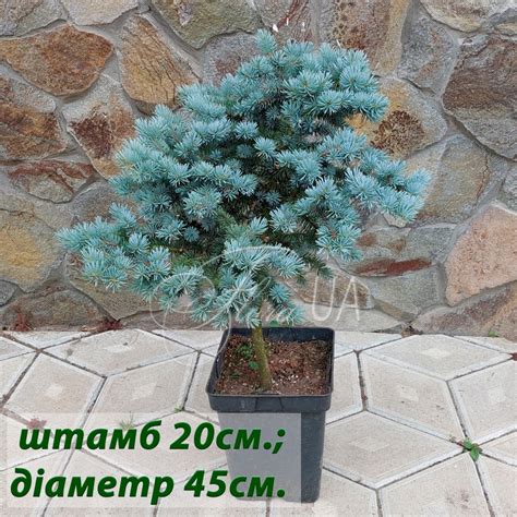 Ялина колюча Глаука Глобоза