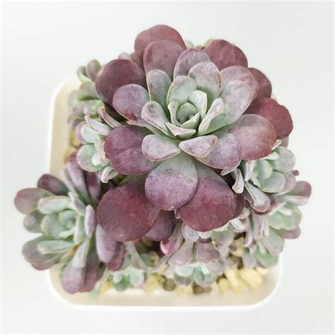 Эхеверия Шавиана Трюфельная - Echeveria Shaviana Truffles