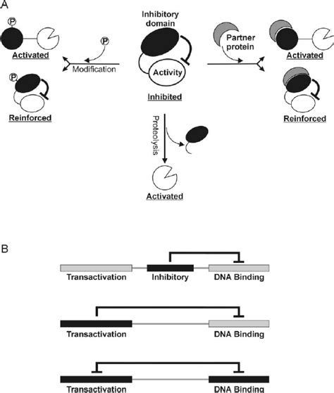 Autoinhibition Is A Regulatory Mechanism A An Autoinhibitory