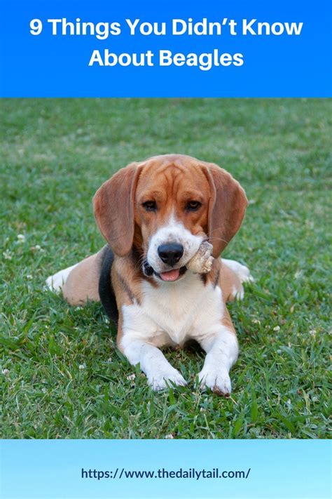 9 Things You Didnt Know About Beagles Beagle Facts Popular Dog Breeds