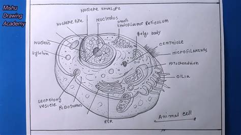 Create a Fascinating Animal Cell Model Drawing in Just 5 Steps!