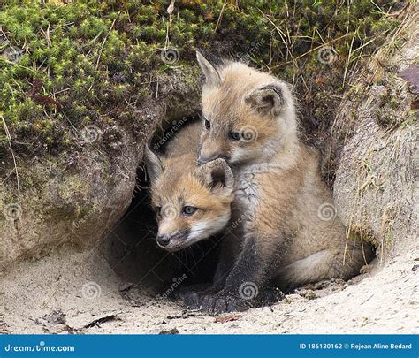 Fox Red Fox Stock Photo Baby Foxes Baby Foxes Kits Pups Cubs At The