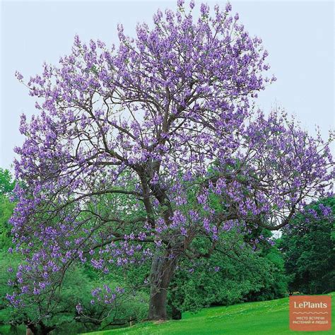 Павловния (Paulownia) — описание, выращивание, фото | на LePlants.ru