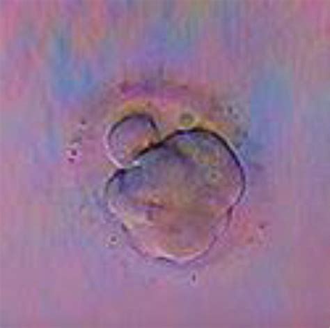 The Cleavage Stage Embryo Pdf Download Available