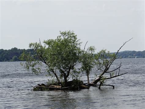 Green Tree Floating In River Free Image Peakpx