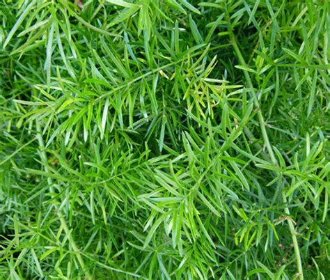 Asparagus Ming Fern Seeds Asparagus Myriocladus