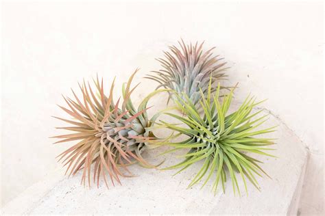 Large Tillandsia Ionantha Rubra Air Plants 5 Pack Air Plant Shop