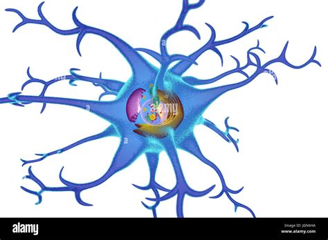 Illustration Of Organelles In A Nerve Cell Neuron Neurons Pass