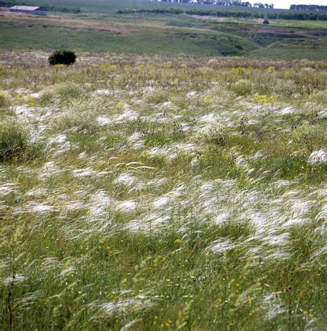 Steppe grassland Photograph by Science Photo Library