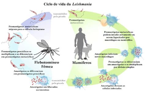 Leishmaniose O que é Causas Sintomas e Tratamentos Cura Natural