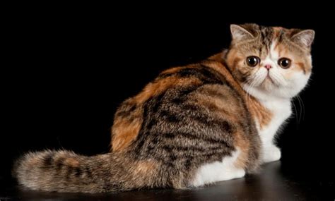 Кот экзот: краткое описание породы, характер, особенности содержания ...