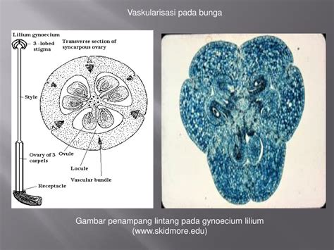 Ppt Bunga Powerpoint Presentation Free Download Id5475401