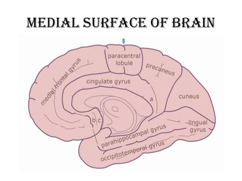 Anatomy of brain sulcus and gyrus - Dr.Sajith MD RD