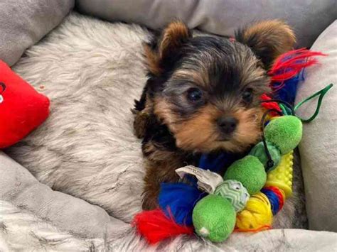 Yorkshire Terrier Bez PP Bazar Hyperinzerce Cz