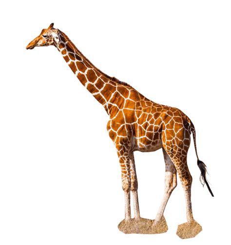 Giraffe Hq Png Image