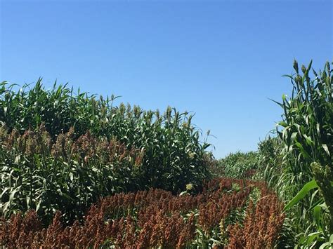 2017 Texas A M AgriLife Bushland Forage Sorghum Silage Trial Texas