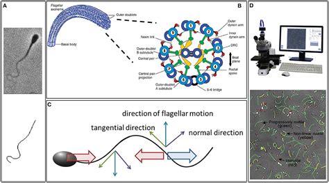 Frontiers Modelling Motility The Mathematics Of Spermatozoa