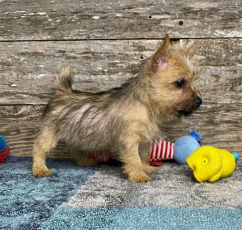 Available Norwich Terrier Puppies Elfin Norwich Terriers